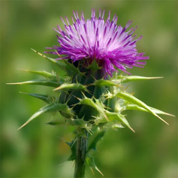A Vogel Milk Thistle Complex Drops 100ml - Image 5