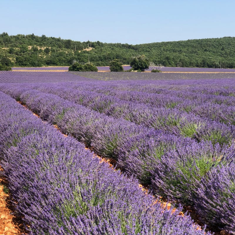 Absolute Aromas Organic Lavender High Altitude (10ml) - Image 4
