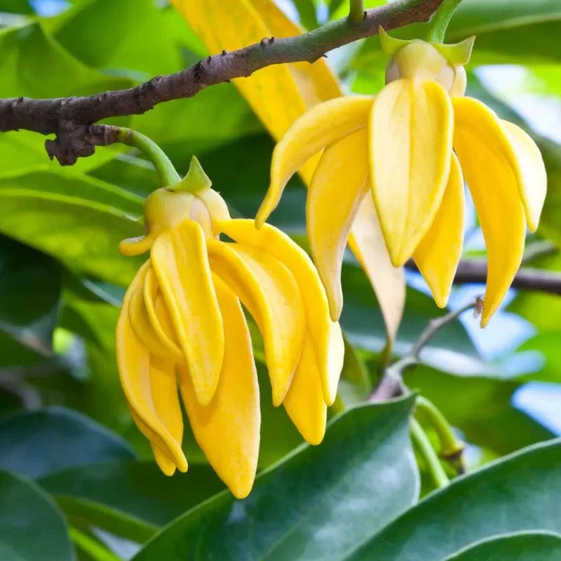 Absolute Aromas Organic Ylang Ylang Essential Oil (10ml) - Image 2
