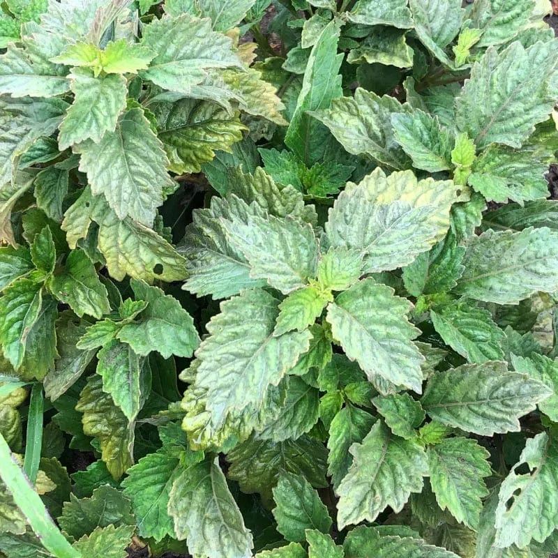 Absolute Aromas Patchouli Essential Oils (10ml) - Image 3