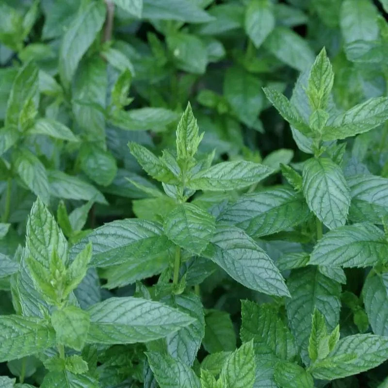 Absolute Aromas Peppermint Essential Oil (10ml) - Image 3