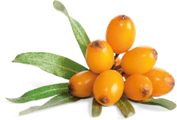 BioActive Omega-7 with Sea Buckthorn Oil 60 Capsules - Image 5
